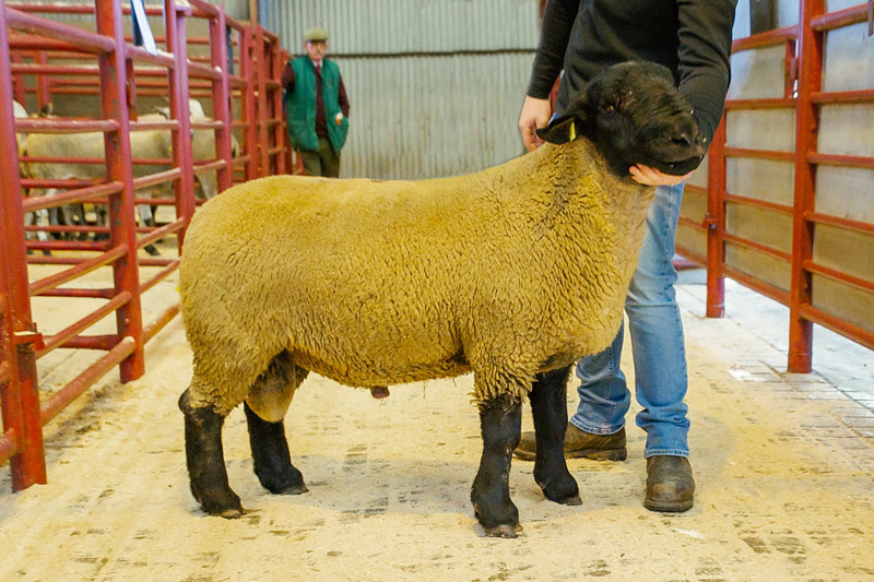 Suffolk Shearling Ram